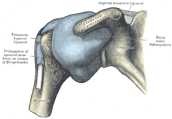 Capsule of shoulder joint